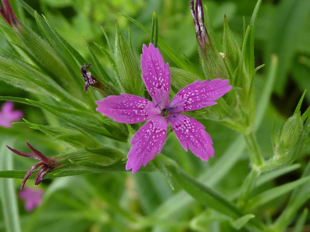 Dianthus armeria